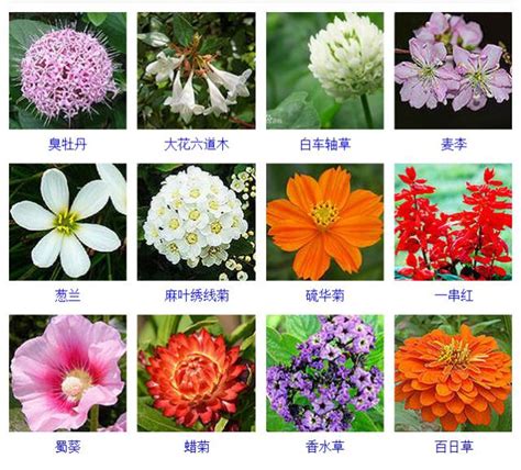 花品種名|花名鑑.com 